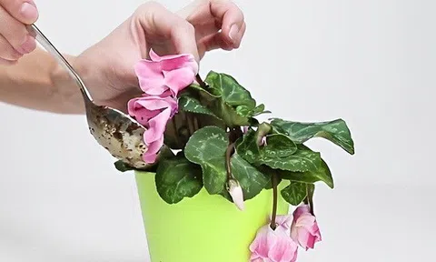 Quên tưới nước cây héo rụng lá, chỉ cần bón 1 thìa “thần dược” có sẵn trong bếp, hồi sinh tươi rói sau một đêm