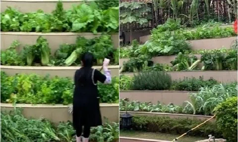 Trồng vườn rau 6 tầng ngày nào cũng lau chùi, người phụ nữ khiến dân mạng tròn mắt: “Phòng khách nhà tôi còn không sạch thế”