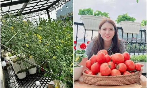 Mẹ đảm xinh đẹp trồng vườn sân thượng, cà chua sai quả đến mức sập giàn sắt
