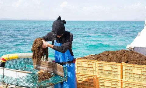 Giải mã lợi ích tuyệt vời của tảo nâu đối với sức khỏe
