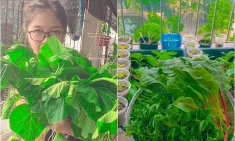 9X biến ban công 5m2 thành vườn rau xanh mướt, thò tay ra là có rau sạch ăn mỗi ngày