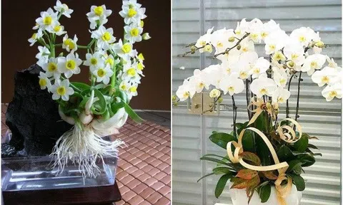 Trong nhà có 4 chậu hoa này "tay không hái ra tiền", nhà giàu đặc biệt thích loại hoa thứ 3