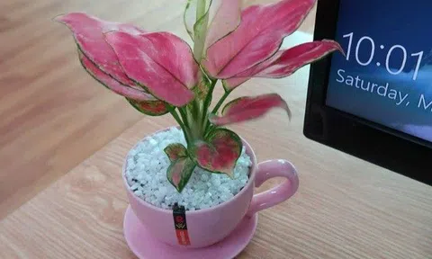 Cây cảnh ở vị trí này càng tươi tốt gia chủ càng gặp may, nhớ nói cho người nhà biết nhé!