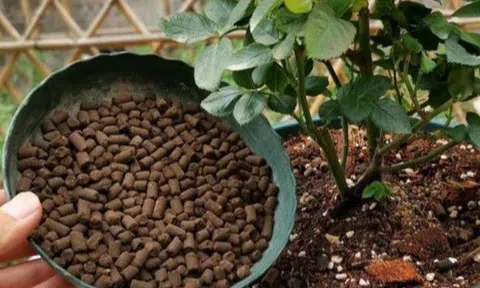 3 loại hoa "háu ăn" rất dễ "đói" vào mùa xuân, bón phân một lần đảm bảo hoa nở dày như pháo hoa