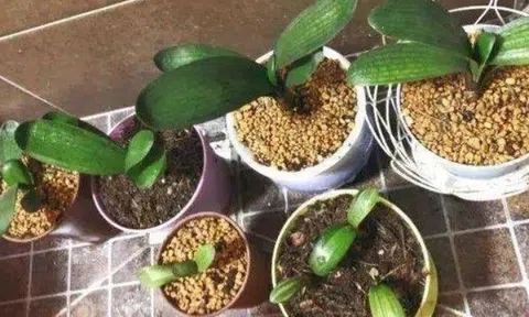 6 điều cấm kỵ khi trồng hoa mà người lâu năm nào cũng biết, nếu mắc phải coi như bỏ hoa đi