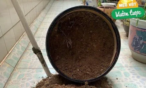 Khi thay chậu tiện tay vứt thêm thứ rác thải này vào, cây đủ dinh dưỡng dùng 1 năm, thúc hoa tuôn như suối