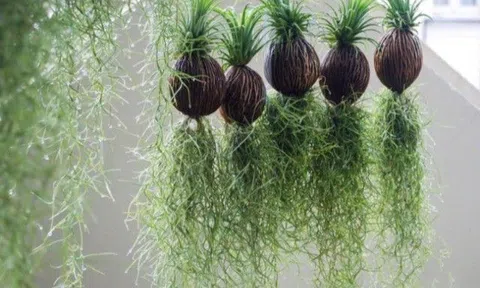 Loại cây "tí hon" chỉ cần một nhánh nhỏ sẽ lan thành rừng, cả năm không chăm vẫn tốt um