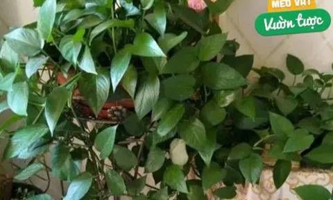 Trồng trầu bà xanh đừng chỉ tưới nước, làm tốt 4 việc này cành mập mạp, dài tới 2m