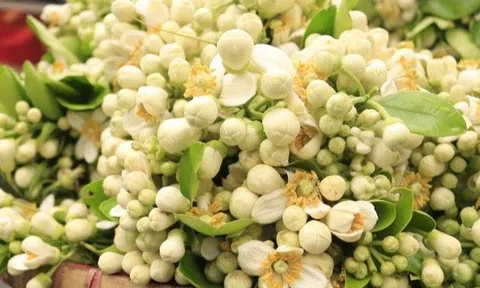 Hoa bưởi không chỉ thơm và đẹp, mà còn là vị thuốc giúp đẹp da, tốt tiêu hóa nhưng có người cần tránh xa