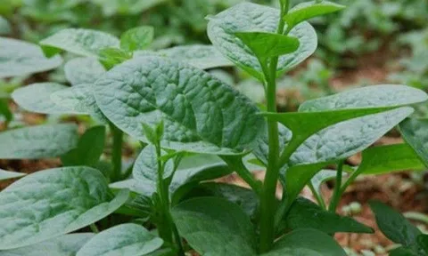 Đầu tháng 3 gieo 5 loại rau này tới mùa hè khỏi cần đi mua, cả nhà ăn mấy tháng không hết