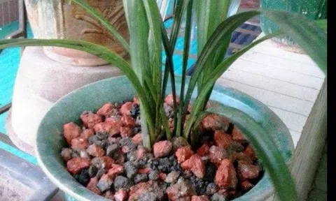Dùng 2 loại "đá cứng" này để trồng hoa, đổ một ít vào chậu, đất sẽ mềm như bánh mỳ