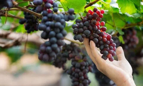 Ăn nho màu nào tốt nhất? Bác sĩ chỉ rõ loại giúp giảm cân, phòng bệnh đường tiết niệu và hỗ trợ sinh sản