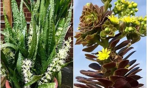 Đừng vội mừng khi thấy hoa nở, 4 loại cây này đột nhiên nở hoa là phúc hay họa cũng nên thận trọng