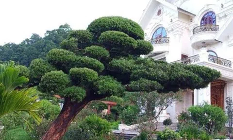 Trong sân có 3 cây này tài lộc kéo dài trăm năm, nhà giàu đặc biệt thích loại cây thứ 3