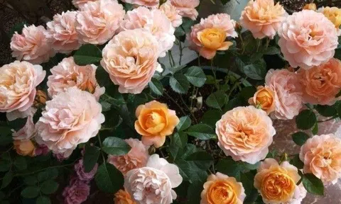 Mùa xuân trồng hoa hồng nhớ kỹ 3 điều này, làm đúng hoa nở rộ, làm sai cẩn thận cây chết