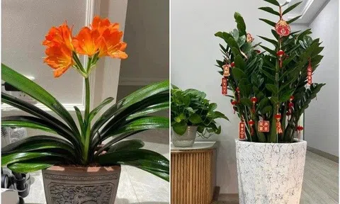 4 loại hoa tốt lá, mỗi tháng một lần cho uống chút bia lá càng dày mọng, xanh rì