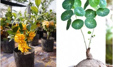 Loại cây xấu xí nhưng nhà giàu rất thích rước về nhà, người nghèo lại "chê" mang vứt