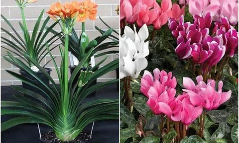 Sau 5 năm trồng hoa, tôi đã lôi 6 loại hoa vào "danh sách đen" vì quá khó trồng