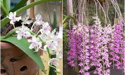 Trồng lan chỉ cần học đúng 3 ngón nghề này, hoa nở nhiều, nụ không ngừng