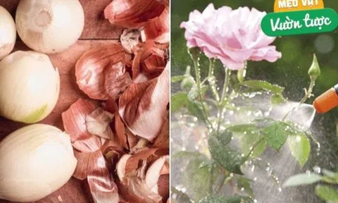 Chỉ cần một củ hành tây, cây trong nhà sum suê tươi tốt, hoa nở căng cánh