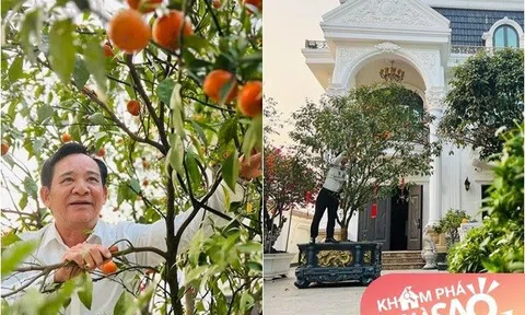 Danh hài Quang Tèo trồng cam canh sai trĩu trịt trong "biệt phủ" 1.000m2, ai đến cũng mời mà mãi chưa hết quả