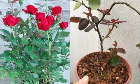 Hoa mới mua về không sống được 1 tuần là do người trồng bỏ qua 3 bước này