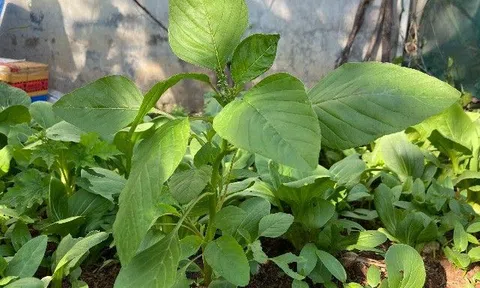 Loại rau chẳng chăm cũng lớn, giúp ngừa ung thư, tốt cho máu và tiểu đường nhưng bị nhiều người rẻ rúng