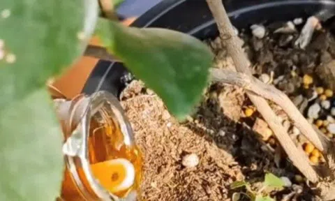 Loại “phân bón lỏng” nhà nào cũng có, nhiều người dại dột vứt đi, dùng rồi mới biết đó là “thần dược trồng hoa”