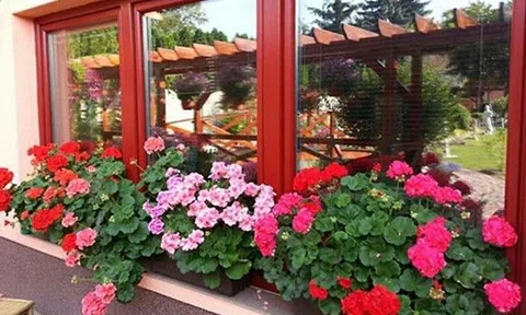 2 loại hoa nở hơn 200 ngày, cắm 1 lá vào đất là bén rễ, rất thích hợp trồng ở ban công