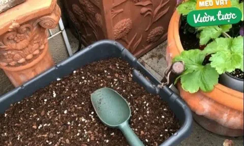 Khi thay chậu hãy trộn 3 loại rác thải này với đất, đảm bảo trồng cây nào cũng xanh tốt