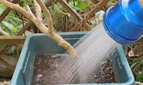 4 loại "nước diệt vong" tuyệt đối không dùng để tưới cây, nếu không trồng chậu nào chết chậu đó