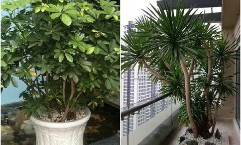 Trong nhà trồng 4 cây này, con cháu dễ đỗ đạt thành tài, đời đời được hưởng phúc