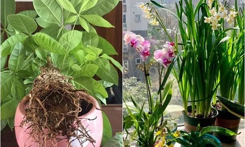Trồng hoa trong nhà mắc 6 sai lầm này cây dễ bị thối rễ, lỗi thứ 2 nhiều người mắc phải