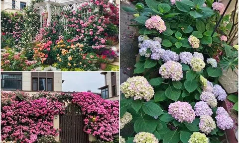 Mẹ đảm làm vườn hoa hồng gần biển rộng 200m2, vừa ngắm biển vừa thưởng hoa, khung cảnh đẹp như tranh vẽ