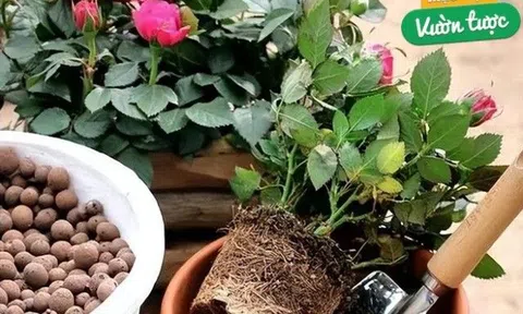 Lót 3 thứ “lặt vặt” trong nhà xuống đáy chậu hoa, lỡ tay tưới nhiều nước cũng không lo thối rễ