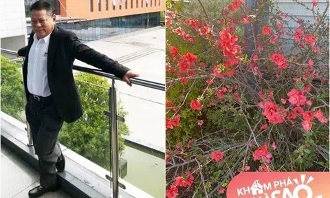 Tỷ phú Hoàng Kiều khoe cây hoa đào hồng rực sau nhà khiến ai cũng trầm trồ, đúng hoa của đại gia