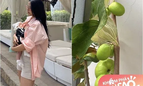 Vợ Phan Mạnh Quỳnh khoe táo trên ban công quả to hơn siêu thị bán, ước có nhà vườn để trồng "đã đời"
