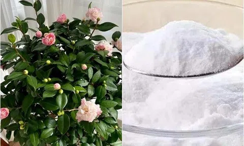 Loại "bột" nhà nào cũng có, nhiều người vứt như rác, thực chất là vũ khí thần kỳ để trồng hoa