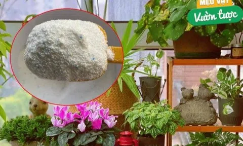 Rắc một nắm bột giặt vào chậu hoa, sâu bọ sẽ “chạy mất dép”, không tin bạn hãy thử xem
