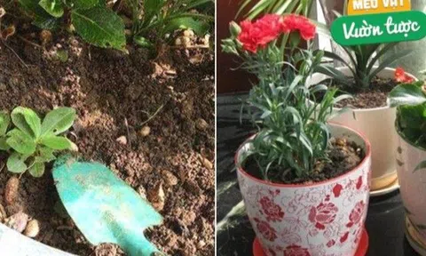 Cho 3 thứ này vào chậu hoa, đất cũ sẽ được làm mới, trồng cây nào cũng xanh tươi mơn mởn