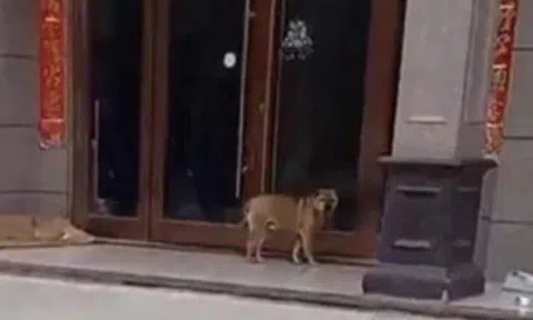 Đang yên đang lành lại bị triệt sản, chú chó ghi hận hành hạ bác sĩ thú y suốt 3 năm trời