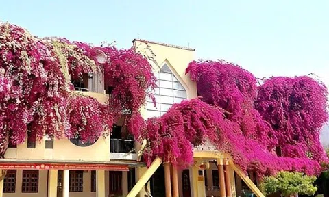 5 loại cây được ví như “máy sản xuất hoa”, đừng quên trồng 1 chậu ở ban công, nắng càng to hoa càng nhiều