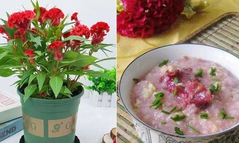 6 loại hoa vừa đẹp vừa thơm, lại có thể pha trà, làm thuốc, trồng một chậu lợi trăm đường