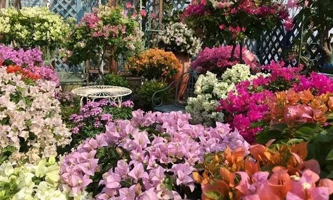 5 loại hoa này không được để cao quá, thấy cành dài cần cắt mạnh tay, cây càng ngắn hoa càng nở rực rỡ