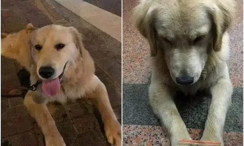 Biết sắp bị bán đi, chú chó có hành động khiến chủ nhân rưng rưng nước mắt