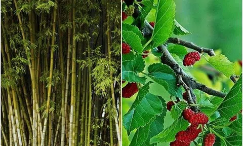 Người xưa dạy “mộ không trồng 3, nhà không trồng 4”, 7 loại cây này ám chỉ cây nào?