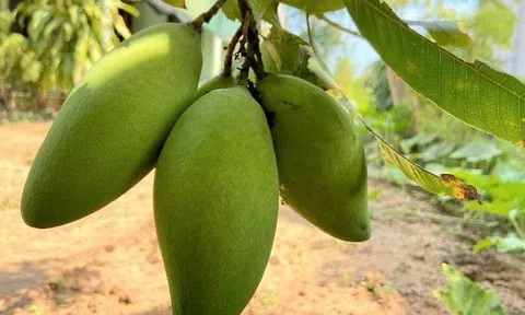 Loại quả ngon ngọt giàu dinh dưỡng, ăn đúng còn ngừa được ung thư, chỉ vài chục nghìn một cân bán đầy chợ