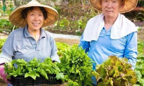 Nhiều người sợ béo nên kiêng tinh bột, nhưng người Nhật ăn 85% là tinh bột vẫn gầy và sống lâu vì có sự khác biệt này