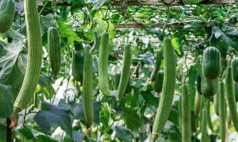 Trồng mướp hay dưa chuột nhớ 4 bí quyết nhỏ này, đảm bảo đậu quả gấp đôi, hái mỏi tay không hết