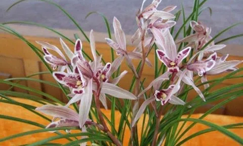 Trồng lan thêm thứ này vào chậu, rễ phát triển khỏe, hoa nở tuôn như suối sau một tháng